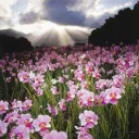 Orchid Field