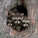 Raccoons Den