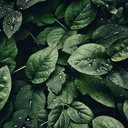 Nature’s Gifts