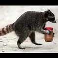 Thieving Raccoon