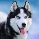 Huskys on Tour