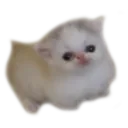 nefus 2.0