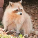 Racoon City