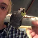 Grapebird