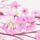FLOWER'S_VALLEY Discord Server Icon