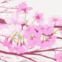 FLOWER'S_VALLEY Discord Server Icon