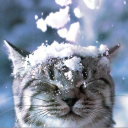 Between Thin Ice Server Icon