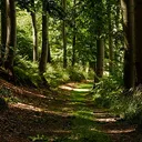 El bosque
