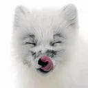 horny fox hours