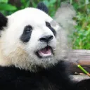 DanThePanda's Crib