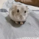 ごまちゃん