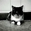 cat weebly arg