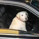 pondog