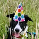 Brave Little Sled Dog Disco