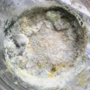 petri dish