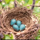 The Nest