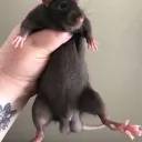 Rat Kingdom
