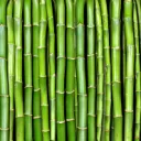 Bamboo Forest