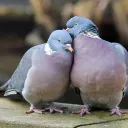 ElPigeon’s Nest