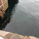猫の集まり