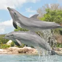 Captive Cetaceans