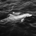 Captive Cetaceans
