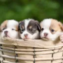 The Puppy Basket™