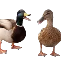 Quack Quack Games