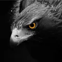 🦅Rave SV🦅