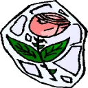 Arctic Rose