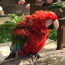 Chickhon