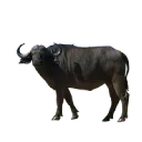 Buffalo ACO