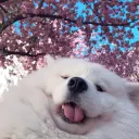 ꒰🍙꒱ Peace～ 和平