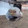 Sapo Ensaboado