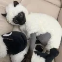 meow ≽^- ˕ -^≼ • emojis .gg/me... Discord Server Icon