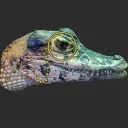 Caiman's Swamp