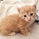 kittens icon