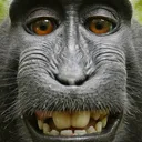 Shave The Monkey