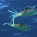 Squid Gang