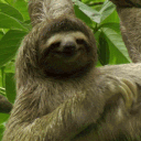 Sloth's Rain Forest
