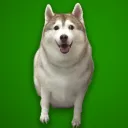 Homestuck Community Discord server icon
