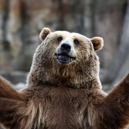 Larby Bear - Discord Server Larby Bear - Discord Server