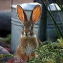 Blue's Colony of Rabbits