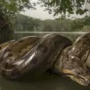 Ark for all