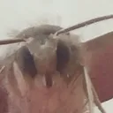 FUCK IT UPSIDE DOWN