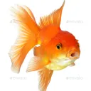 fish-Axis