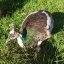 Peafowl Fanciers