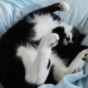 Cat is cuter than dogs Server Icon