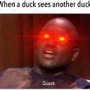 XLIT