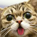 Derp